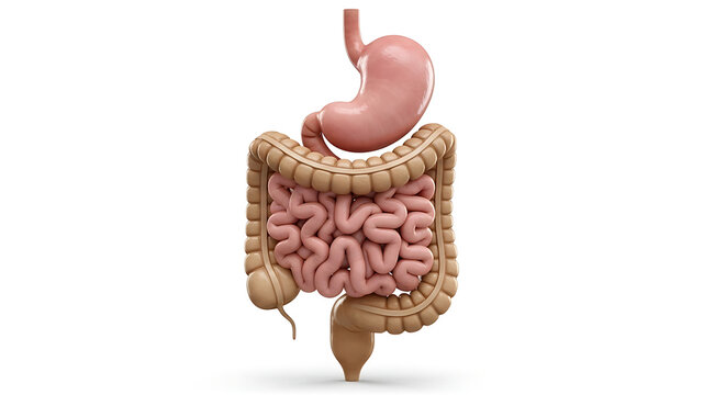 Human digestive system diagram with organs