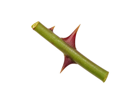 Thorny rose stem isolated on white background