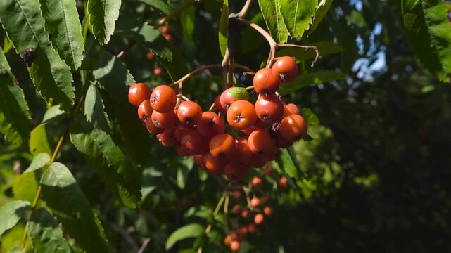 Close up view of a vibrant cluster of orange Sorbus aucuparia berries, also known as mountain ash, hanging from a branch and gently swaying among its lush green leaves in the summer sun