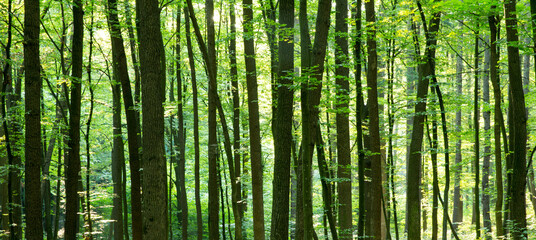 Fototapeta premium Forest trees. nature green wood sunlight backgrounds