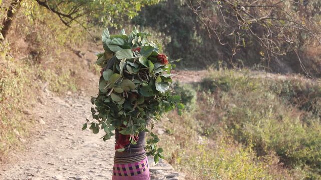 Raw video footage of a rural Indian woman walking on a village stone road in Uttarakhand India carrying green fodder and showcasing countryside lifestyle.