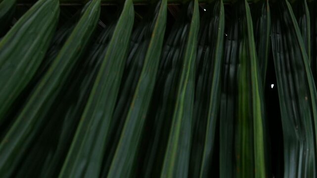 Close-up macro texture of tropical palm leaf surface with orange rust spots and diagonal green stripes pattern in natural light
