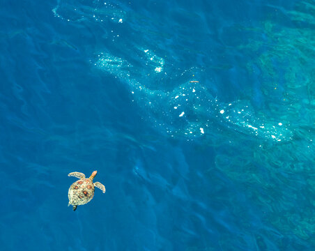 Aerial view of sea turtles and marine debris