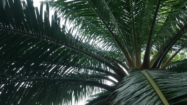 Low angle upward view of tropical palm tree canopy with overlapping green feathery fronds against bright sky