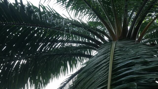 Low angle upward view of tropical palm tree canopy with overlapping green feathery fronds against bright sky