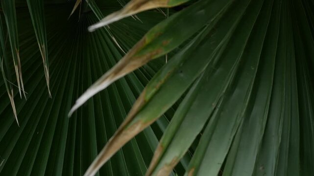 Dark dramatic close-up of fan palm leaf with radiating segments and dried thorny spine crossing over green surface in shadow