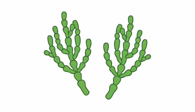 Green yeast cells vector illustration, microscopic fungi budding process, biological candida albicans organism, scientific microbiology diagram