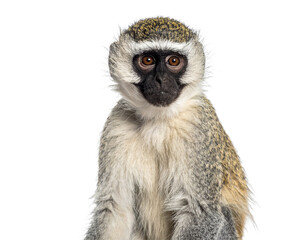 Obraz premium A close-up portrait of a white-faced vervet monkey sitting in a green safari tree in Kenya, capturing its expressive eyes and fur in a wild nature park