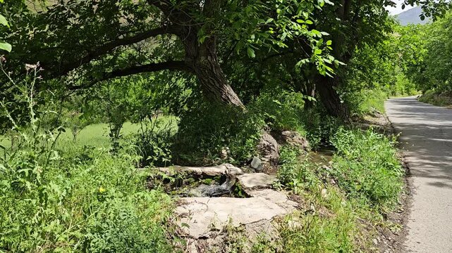 A quiet rural road with lush greenery, a flowing water channel leading into a small trough beneath a large tree, creating a peaceful countryside scene.
📍 GoshKhani, Sarvabad, Kurdistan 