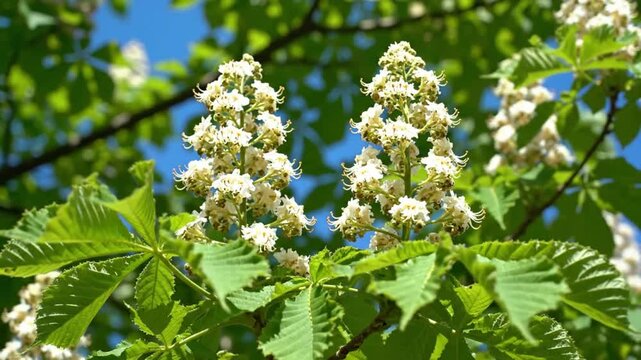 Close-up of vibrant horse chestnut blossoms against a brilliant blue sky, showing springtime nature