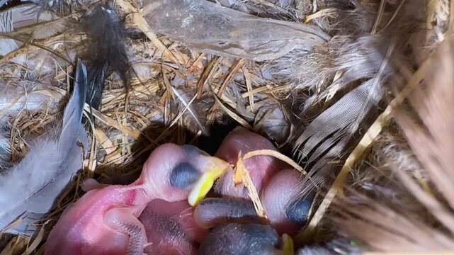 fragile hatchling birds sleeping together in nest during wildlife breeding season