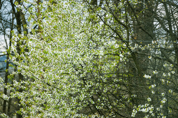 Fototapeta premium Spring Landscape With Green Forest Hills