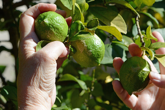 Lemons on tree picked by hand.