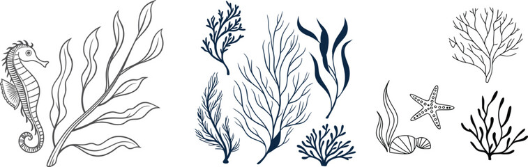 Hand drawn marine coral and seaweed botanical collection. Ocean plants, seahorse, starfish, and underwater elements isolated on white background. Vector set for coastal, aquarium, and nature themed  © Khadiza