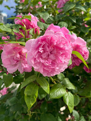 Fototapeta premium Pink roses beautiful delicate flowers vertical.