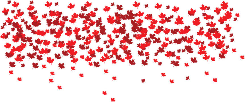 Falling red maple leaves isolated on white background, Canada Day background, editable vector design.