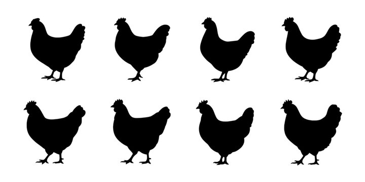 Chicken Farm Icons Set of Black Silhouettes Standing on White Background, Vector Style for Poultry Branding and Signage