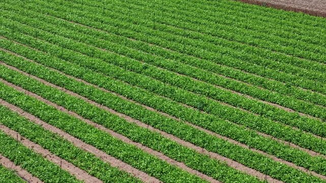 Aerial View of Symmetrical Straight Crop Rows with Drip Irrigation on Farmland