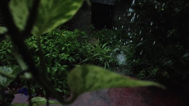 Rain Shower on Variegated Pothos Leaves and Dense Green Garden