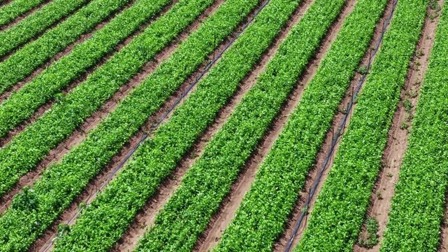 Aerial View of Symmetrical Straight Crop Rows with Drip Irrigation on Farmland