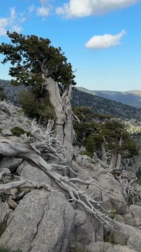 Weathered by Time: Mountain Junipers