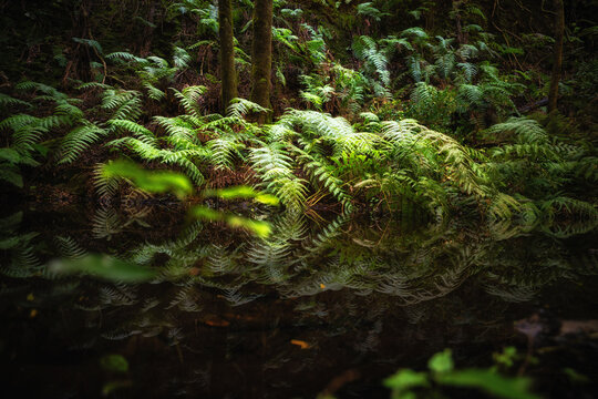 Gro&szlig;er Farn an einem Teich im Urwald El Cedro auf La Gomera