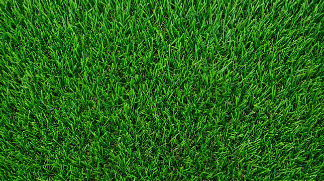 Green grass, lawn texture, natural background, foliage pattern