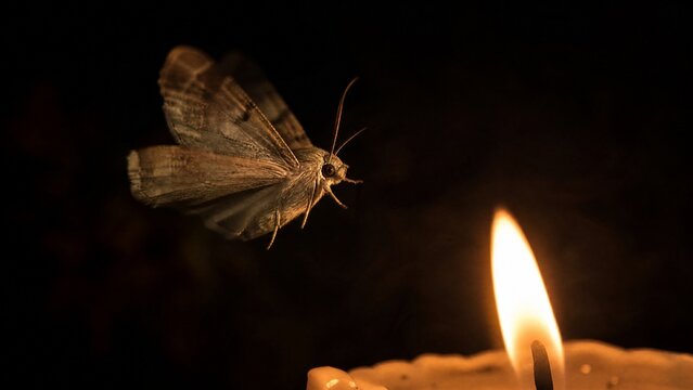 wingbeat. Single moth in flight approaching a warm candle glow in darkness. symbolizing life milestones and joyful moments, wildlife magazines, designed for wildlife conservation campaigns.