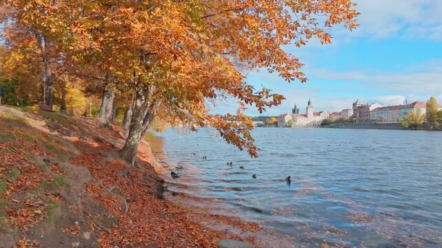 Vibrant Vltava scene at autumn time, brilliant golden fall foliage blankets banks, with ducks gliding across water in Old Town of Prague backdrop. A quintessential natural cityscape.