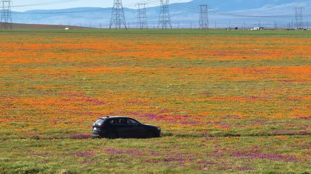Telephoto drone shot of a car driving through a blossoming California poppy field