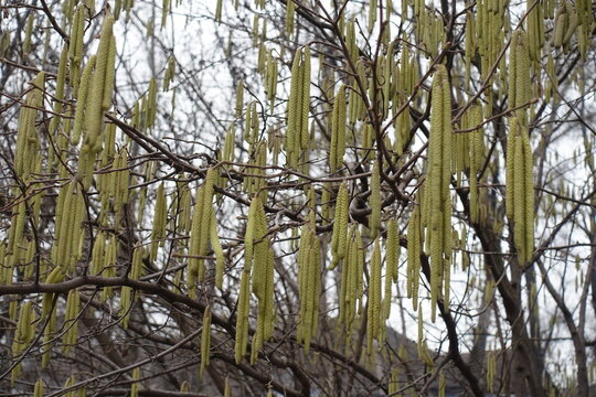 Numerous catkins on leafless branches of common hazel in February