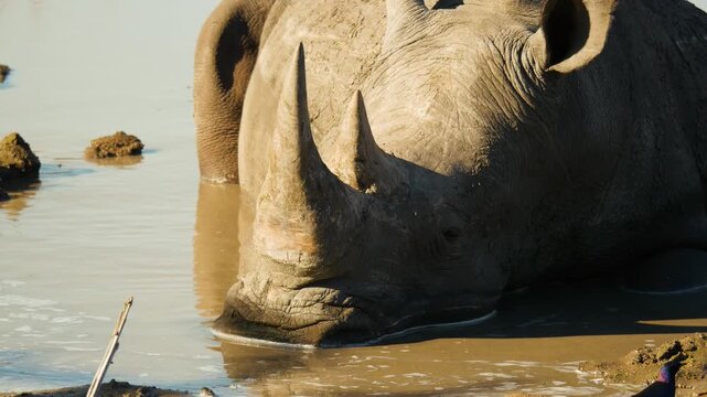 A white rhinoceros is resting and cooling down in a muddy waterhole.