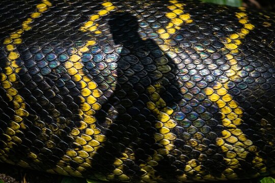 Iridescent yellow and black snake scales with dark shadow