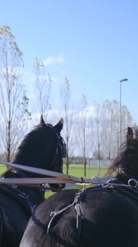 Steering two horses with reins pulling horse carriage