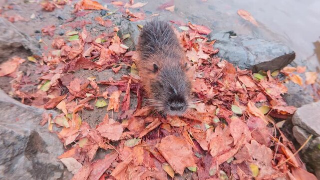Nutria stands thoughtfully sniffing air around itself on riverbank strewn with yellow fall foliage, then turns sharply and jumps into water. Close-up.