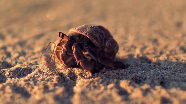 Close-up 4K shot of a hermit crab crawling across warm beach sand, showing coastal wildlife, natural movement, shell texture, and shallow depth of field.