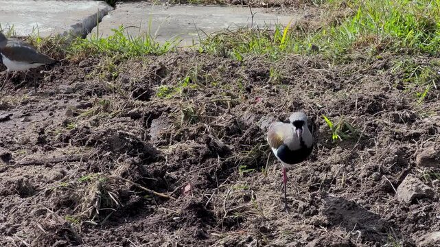 Two southern lapwing birds forage together on disturbed soil with patchy grass in a natural terrain under bright sunlight.