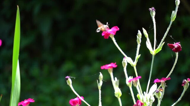 Moro-sphinx (Macroglossum stellatarum) butinant des fleurs d&rsquo;ipom&eacute;e dans un jardin au ralenti