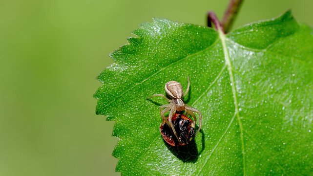 A Crab Spider feeding on a 7-spot Ladybird it ambushed on a Birch leaf. UK