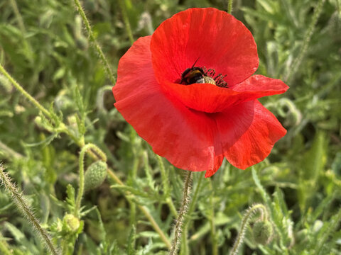 Bee in a Poppy