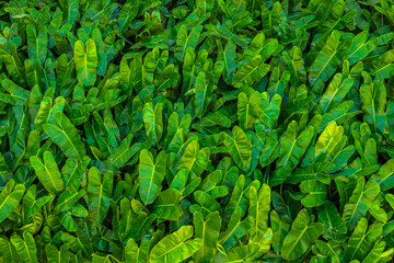 Many Philodendron Burle Marx or Philodendron burle-marxii having green leaves. Copy space background © powerbeephoto