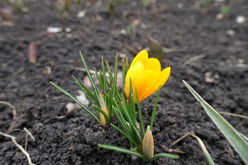 Obraz premium Closeup of one golden yellow flower of crocus in March