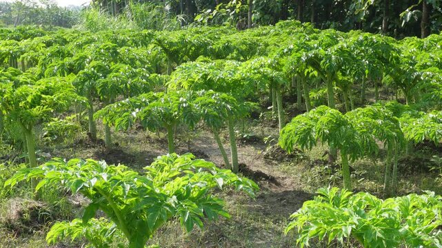 Elephant foot yam thriving in lush farm field
