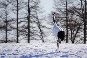 Fototapeta premium A majestic red crowned crane standing on a snow covered field with winter trees in Kushiro, Hokkaido, Japan