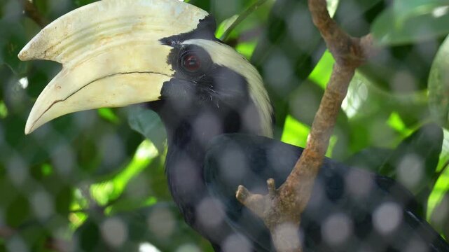 A male Black Hornbill (Anthracoceros malayanus) with a large, yellowish-white casque perches on a branch behind a wire mesh enclosure, close up shot.