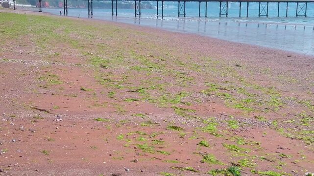 Outdoor static wide shot reveals the lengthy stilted framework of the historic Paignton Pier reaching into the sea over an expansive red sand beach patch covered with green seaweed patches in Devon.