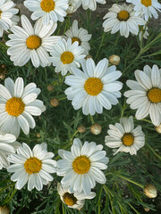 Fototapeta premium White daisy flower bloom in green field at sunrise