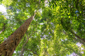 Fototapeta premium Big green tree tropical deep forest green nature background