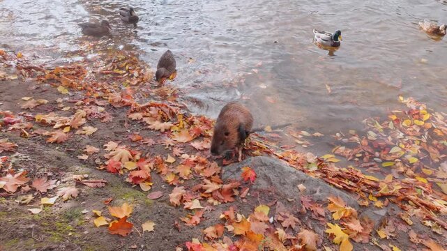 Nutria cleaning its thick fur with its hind paw while sitting on riverbank among falls yellow autumn leaves. Coypu washes itself on river bank on bright fall day, with wild ducks swims in background