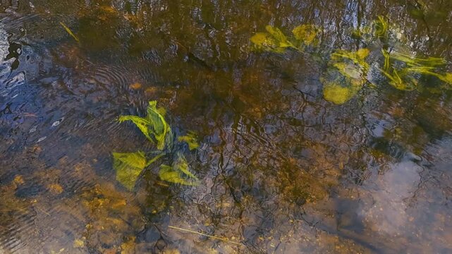 Clear water in a shallow river flowing over a sandy bottom with green aquatic plants, reflecting the sky and bare trees on its rippling surface, a serene and calming natural background